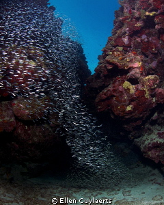 Helix string

Silversides acting as one and forming a D... by Ellen Cuylaerts 
